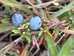 Berberis empetrifolia