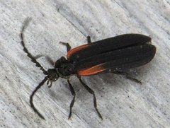 Greenarus thoracicus