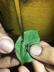 Phylloscyrtus amoenus