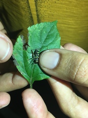 Phylloscyrtus amoenus