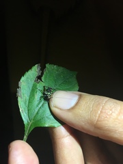 Phylloscyrtus amoenus