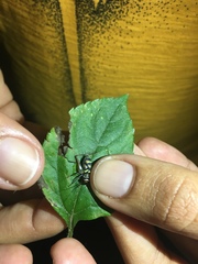 Phylloscyrtus amoenus