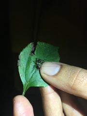 Phylloscyrtus amoenus