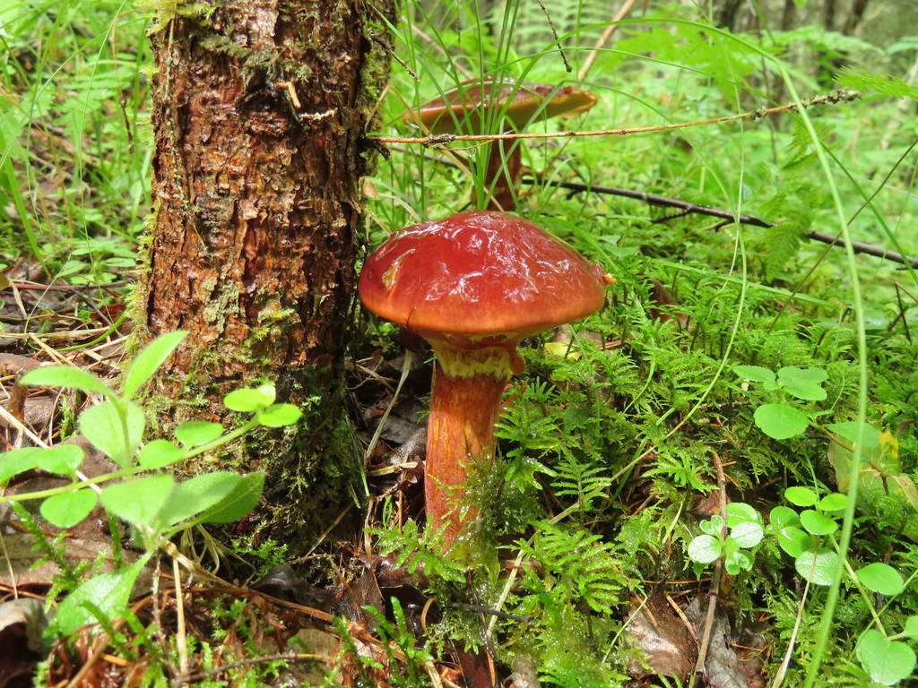 Larch Bolete (Agaric mushrooms of montana) · iNaturalist