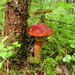 Larch Bolete - Photo (c) Светлана Мещерягина, some rights reserved (CC BY-NC), uploaded by Светлана Мещерягина
