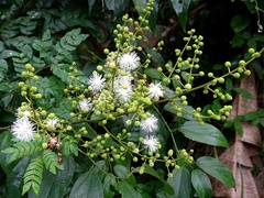 Mimosa hondurana