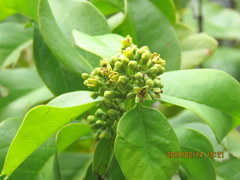 Santalum paniculatum