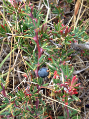Berberis empetrifolia