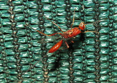 Aulacidae