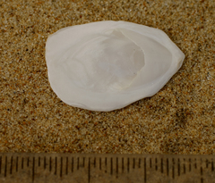 Maoricrypta sodalis