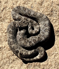 Mexican Smallhead Rattlesnake photo 4