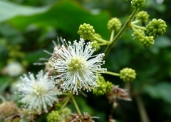 Mimosa hondurana