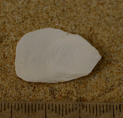 Maoricrypta sodalis