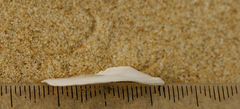 Maoricrypta sodalis