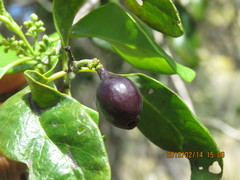 Santalum paniculatum