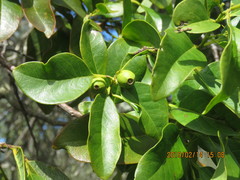 Santalum paniculatum