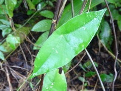 Passiflora sexocellata