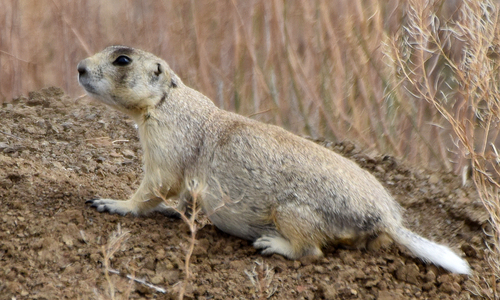 White-tailed Prairie Dog