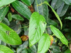 Passiflora serratifolia