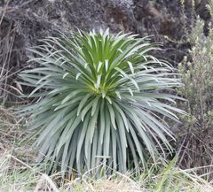 Argyroxiphium grayanum