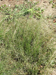 Eragrostis pectinacea pectinacea