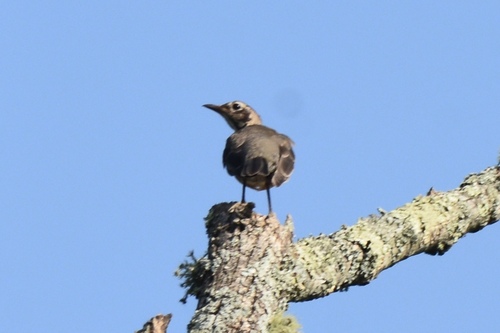 American Robin photographed in North Carolina