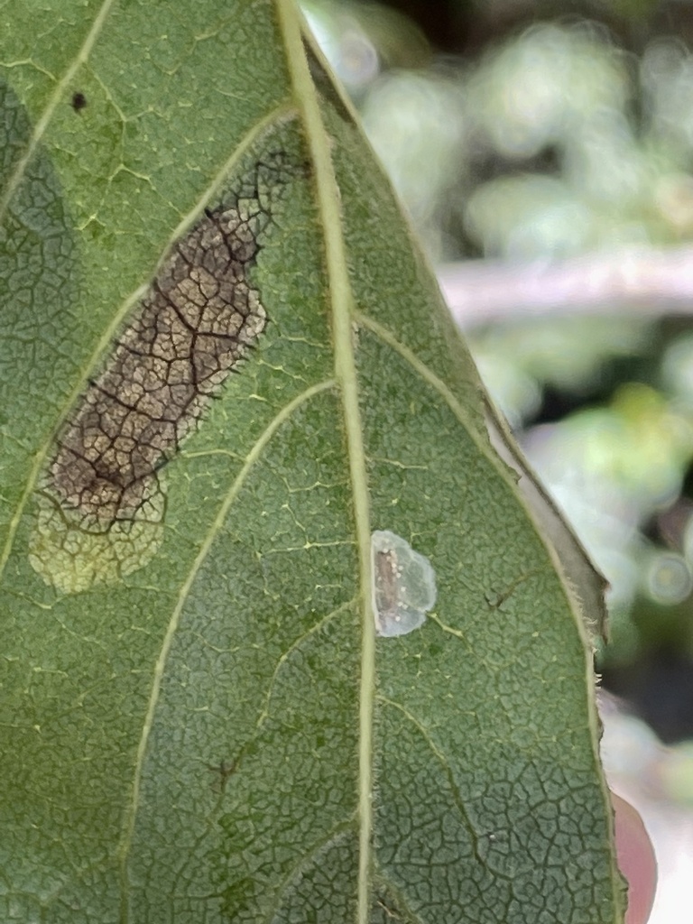Cuphodes diospyrosella