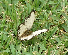 Cymothoe alcimeda trimeni