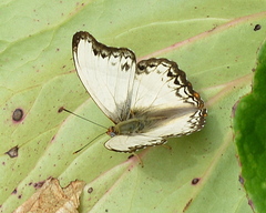 Cymothoe alcimeda trimeni