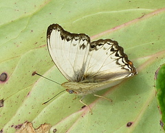 Cymothoe alcimeda trimeni