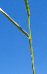 Eragrostis pectinacea pectinacea