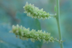 Acalypha californica