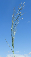 Eragrostis pectinacea pectinacea