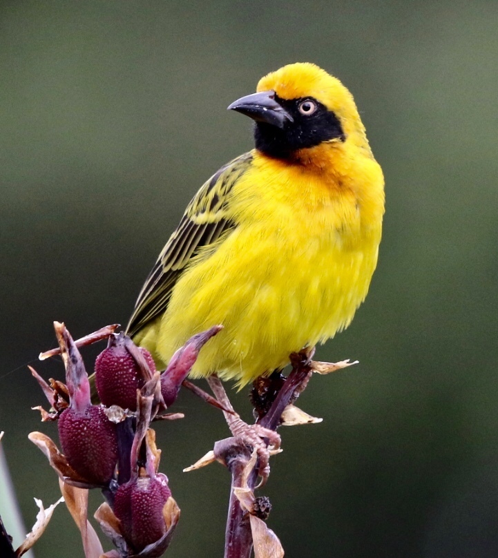 Speke's Weaver photo