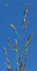 Eragrostis pectinacea pectinacea