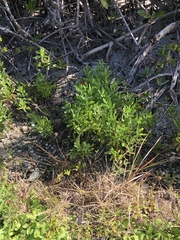Borrichia frutescens image