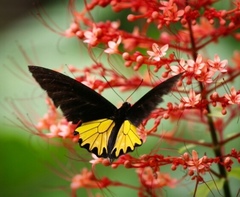 Troides helena cerberus