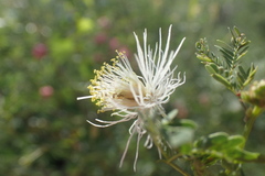 Desmanthus covillei