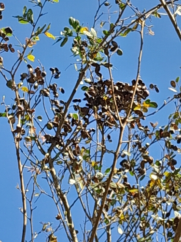 Image of Copaifera langsdorffii by (c) E. Goossen, some rights reserved (CC BY)