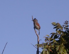 Thamnophilus torquatus