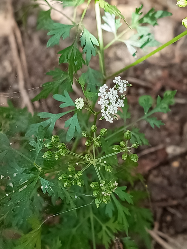 fool-s-parsley-from-uxbridge-ub8-uk-on-august-27-2023-at-03-46-pm-by