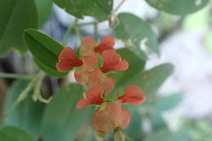Indigofera jamaicensis