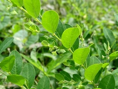 Phyllanthus liebmannianus