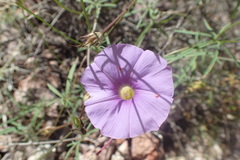 Ipomoea ternifolia leptotoma
