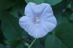 Jacquemontia pringlei