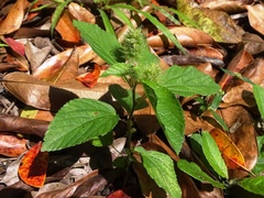 Acalypha arvensis