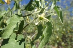 Polystemma cordifolium