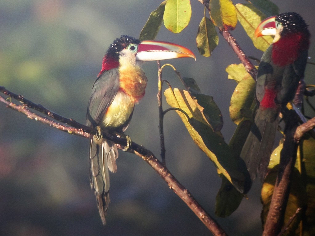 Curl-Crested Aracari