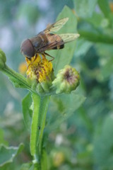 Copestylum macrocephalum