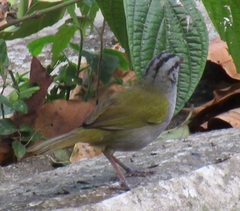 Arremonops conirostris